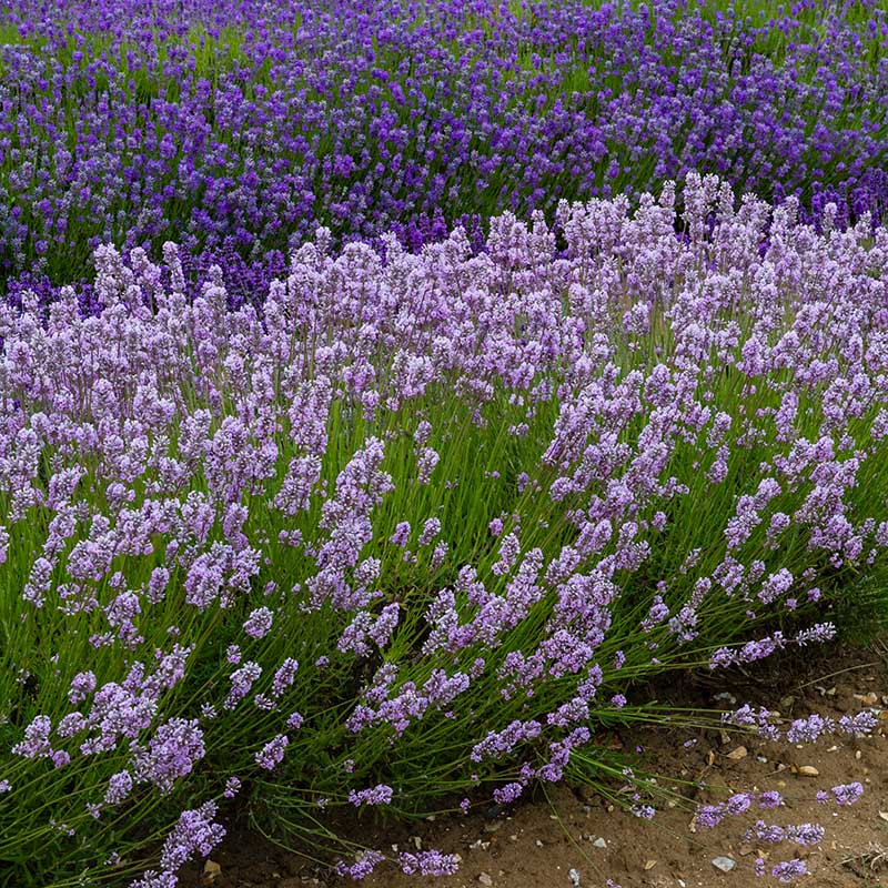 L.angustifolia (English Lavender)