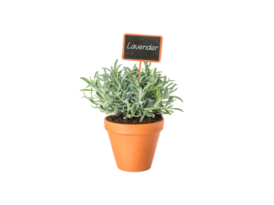 Lavender Plants 4.5